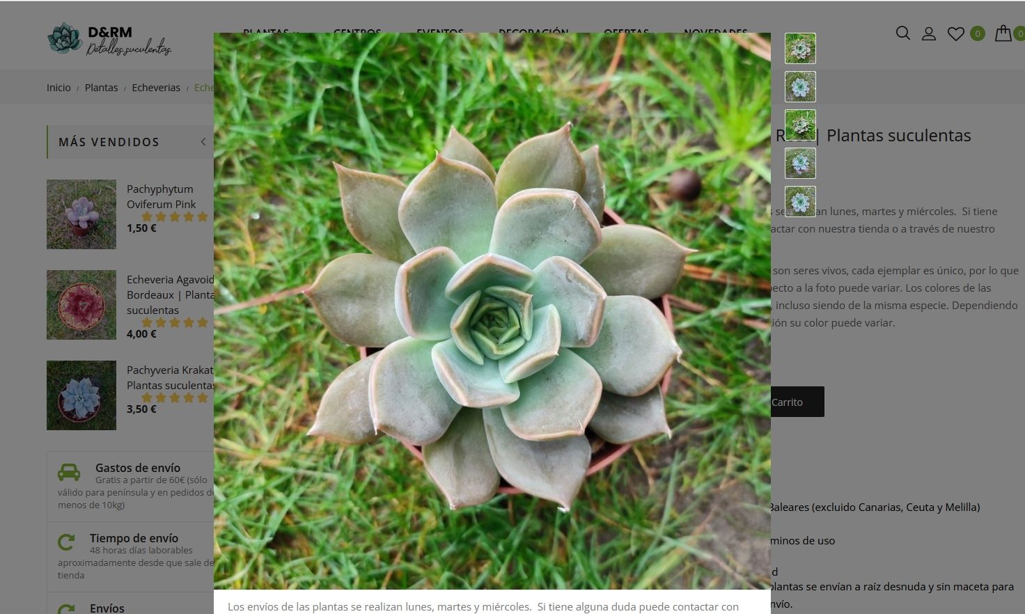 Detalles Suculentas, tienda de plantas suculentas